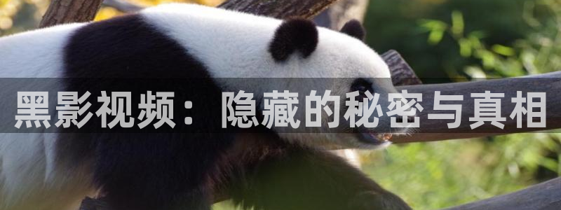 藍莓視頻2021最新版：黑影視頻：隱藏的秘密與真相